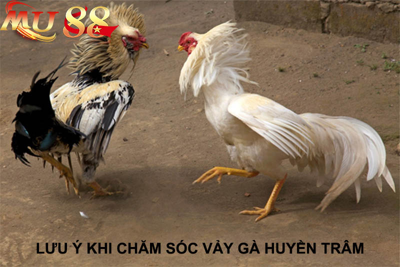 cách chăm sóc vảy gà huyền trâm