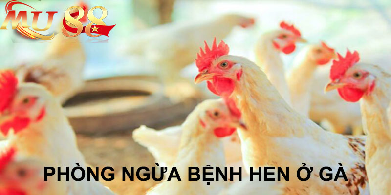 cách phòng ngừa bệnh hen ở gà