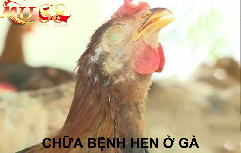 chữa bệnh hen ở gà