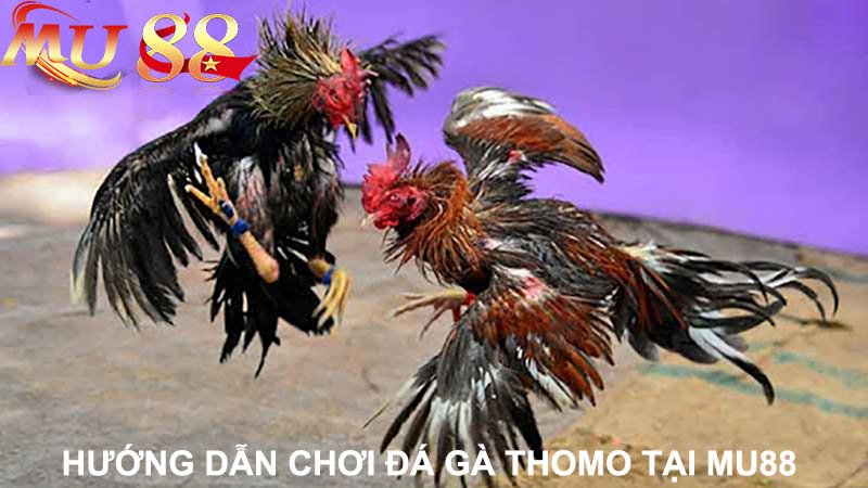 đá gà thomo cựa dao tại mu88