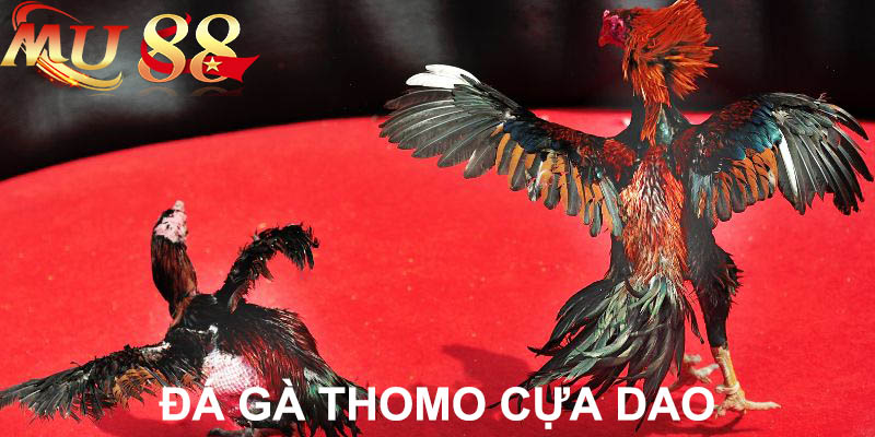 đá gà thomo cựa dao