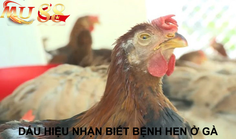 dấu hiệu nhận biết bênh hen ở gà