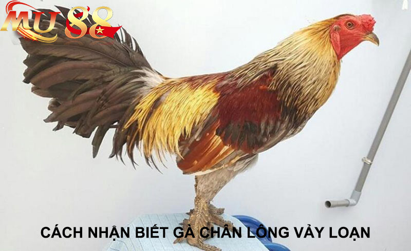 điểm đặc trưng gà chân lông vảy loạn